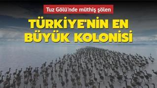 Türkiye'nin en büyük kolonisi: Tuz Gölü'nde müthiş şölen