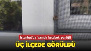 İstanbul'da 'vampir kelebek' paniği! Üç ilçede görüldü