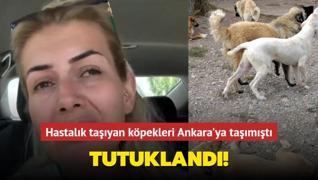 Hastalk tayan kpekleri Ankara'ya tamt: Tutukland!