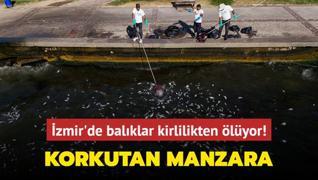 Korkutan manzara... zmir'de balklar kirlilikten lyor!