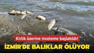 zmir'de balklar lyor... Kirlik zerine inceleme balatld!