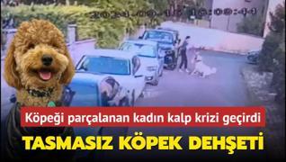 Ataehir'de tasmasz kangal saldrd kpei ldrd: Poddle'n sahibi kalp krizi geirdi