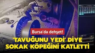 Bursa'da dehet! 'Tavuunu yedi' diye  sokak kpeini katletti