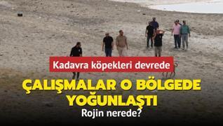 Rojin'i arama almalar o blgede younlat... Kadavra kpekleri devrede