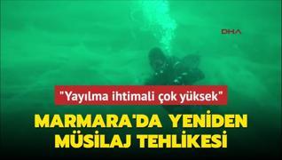 Marmara'da yeniden msilaj tehlikesi... Yaylma ihtimali ok yksek