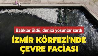 zmir Krfezi'nde evre facias... Balklar ld, denizi yosunlar sard