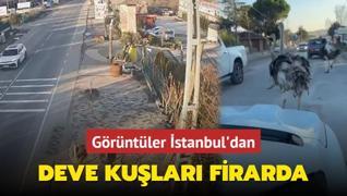 Deve kular firarda! Grntler stanbul'dan: Mahalleyi birbirine kattlar