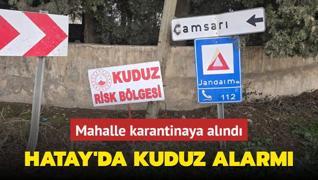 Hatay'da Kuduz alarm: Mahalle karantinaya alnd