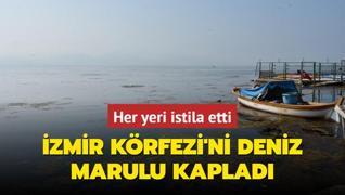 zmir Krfezi'ni deniz marulu kaplad