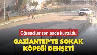 Gaziantep'te sokak kpei deheti... renciler son anda kurtuldu