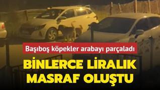 Babo kpekler arabay paralad... Binlerce liralk masraf olutu