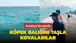 Kpek baln tala kovaladlar