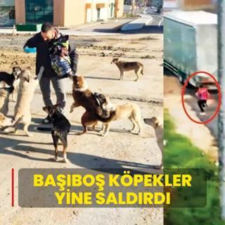 Babo kpekler yine saldrd