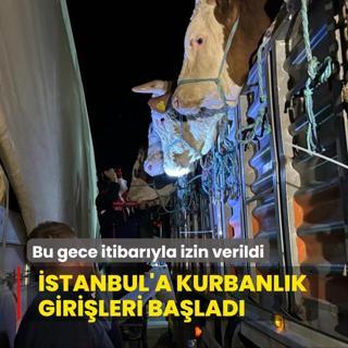 Bu gece itibaryla izin verildi! stanbul'a kurbanlk hayvan girileri balad
