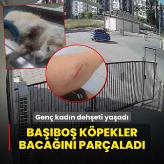 Gen kadn deheti yaad! Babo kpekler bacan paralad