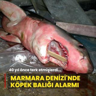 40 yl nce terk etmilerdi... Marmara Denizi'nde kpek bal alarm