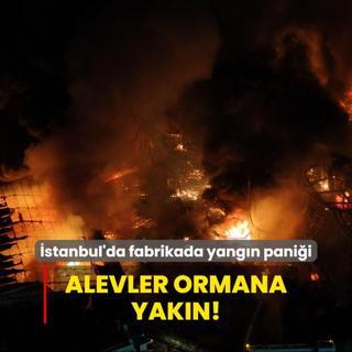 stanbul'da fabrikada yangn panii: Alevler ormana yakn!