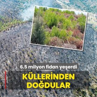 6.5 milyon fidan yeerdi! Kllerinden dodular