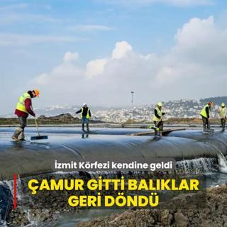 zmit Krfezi kendine geldi: amur gitti balklar geri dnd