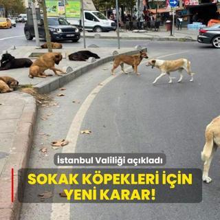 Valilik aklad! stanbul'daki sokak kpekleri iin yeni karar!