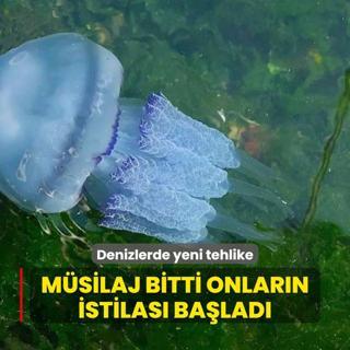Denizlerde yeni tehlike! Msilaj bitti denizanas istilas balad