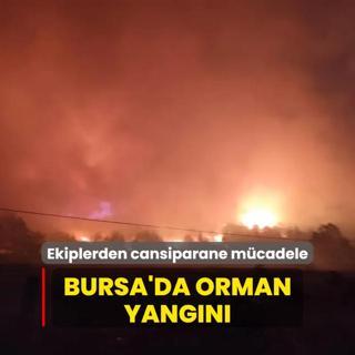Bursa'da orman yangn kt
