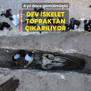 4 yl nce gmlmt! Dev iskelet mzeye konulmak zere topraktan karlyor