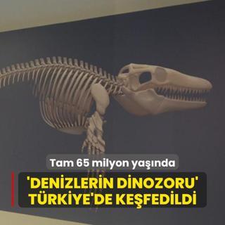 Tam 65 milyon yanda! 'Denizlerin dinozoru' Trkiye'de kefedildi