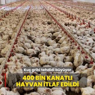 Ku gribi tehdidi byyor: 400 bin kanatl hayvan itlaf edildi