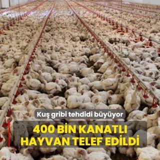 Ku gribi tehdidi byyor: 400 bin kanatl hayvan telef edildi