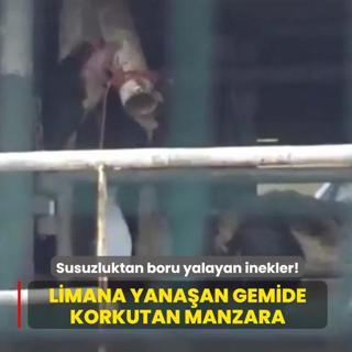 Bandrma'da limana yanaan gemide korkutan manzara