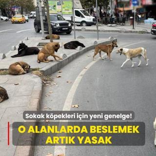 Valilikten sokak kpekleri iin yeni genelge... O alanlarda beslemek artk yasak