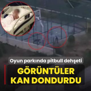 Oyun parknda pitbull deheti! Sorumsuz grntler kan dondurdu