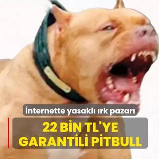 22 bin TL'ye garantili pitbull
