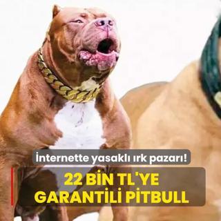 22 bin TL'ye garantili pitbull