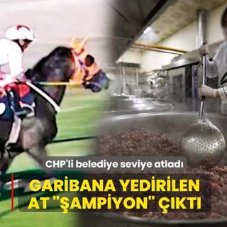CHP'li belediye seviye atlad�! Garibana yedirdikleri at ��ampiyon� ��kt�