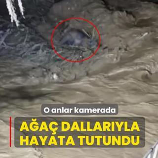 A�a� dallar�yla hayata tutundu... O anlar kamerada