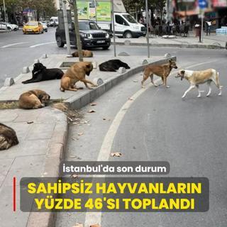 �stanbul'da son durum: Sahipsiz hayvanlar�n y�zde 46's� topland�
