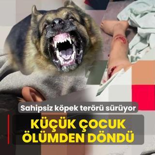 Sahipsiz k�pek ter�r� s�r�yor! 11 ya��ndaki �ocuk �l�mden d�nd�