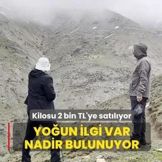 Kilosu 2 bin TL'ye sat�l�yor: Yo�un ilgi var, nadir bulunuyor