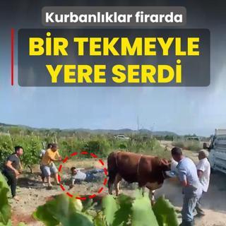 Kurbanl�klar firarda! Bir tekmeyle yere serdi