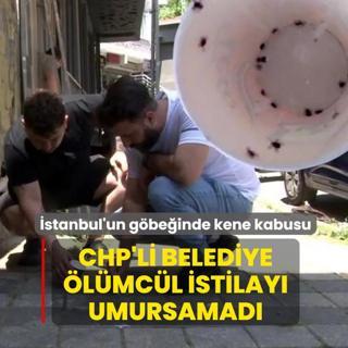 �stanbul'un g�be�inde kene kabusu! CHP'li belediye �l�mc�l istilay� umursamad�