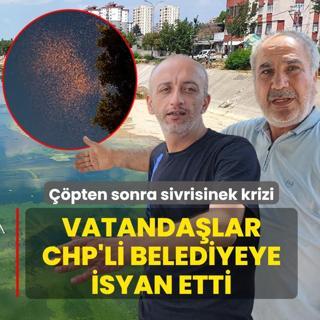 ��pten sonra sivrisinek krizi ba�lad�! Vatanda�lar CHP'li belediyeye isyan etti