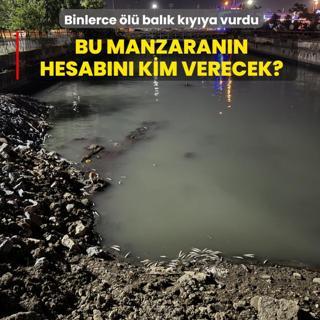 Bu manzaran�n hesab�n� kim verecek? Bak�rk�y'de binlerce �l� bal�k k�y�ya vurdu