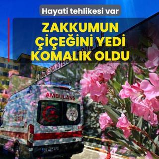 Hayati tehlikesi var! Zakkumun �i�e�ini yedi, komal�k oldu