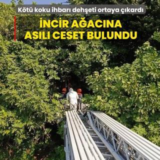 K�t� koku ihbar� deh�eti ortaya ��kard�: �ncir a�ac�na as�l� ceset bulundu
