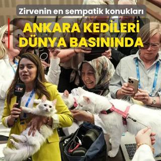 Zirvenin en sempatik konuklar�! Millet K�t�phanesi'nin kedileri d�nya bas�n�nda