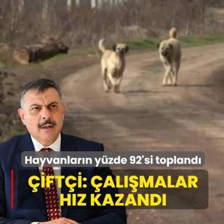 Sahipsiz sokak hayvanlar�n�n y�zde 92'si topland�! Bakan �ift�i: �lke genelinde �al��malar h�z kazand�