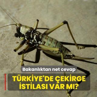 T�rkiye'de �ekirge istilas� var m�? Bakanl�ktan net cevap