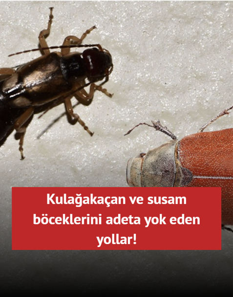 Kula�aka�an ve susam b�ceklerini adeta yok eden yollar! ��te o ha�erelerden kurtulman�n y�ntemleri